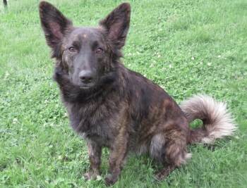 Blaze -  Spitz and Pomeranian Dog for Adoption in Crown Point, Indiana - Blaze | PetCurious