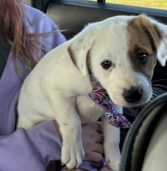 Coraline -  Cattle Dog Dog for Adoption in Aurora, Illinois - Coraline | PetCurious
