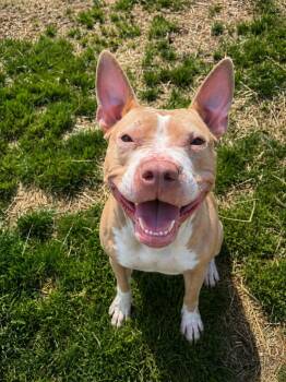 Pit Bull Terrier Dogs Available for Adoption in Wabash, Indiana - Indy | PetCurious