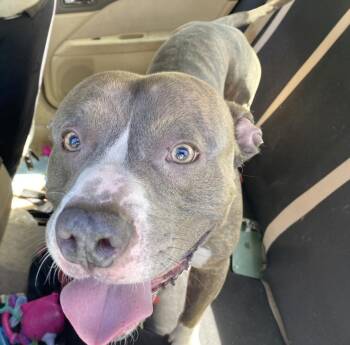 Rescue American Bulldog Dogs for Adoption in San Antonio, Texas - TRAPP | PetCurious