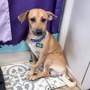 Checkers -  Chihuahua and Basenji Dog for Adoption in Boerne, Texas - Checkers | PetCurious