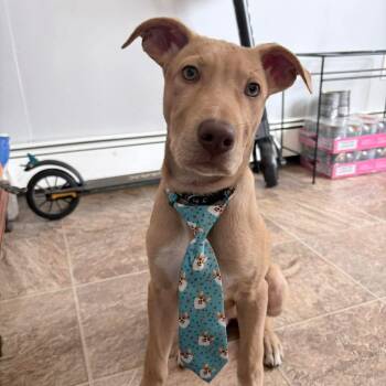 Mixed Breed Dogs Available for Adoption - Ringo | PetCurious