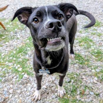 Napoleon -  Black Labrador Retriever Dog for Adoption in Wake Forest, North Carolina - Napoleon | PetCurious