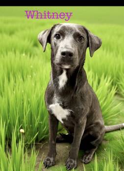 Rescue Labrador Retriever Dogs for Adoption in Seaside Heights, New Jersey - Whitney & Mallo | PetCurious