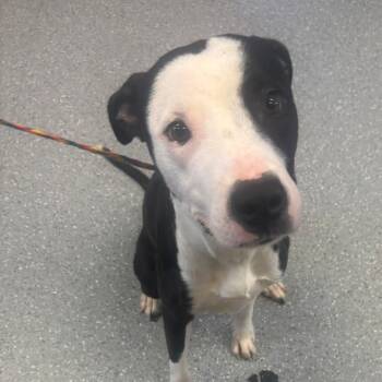 Mickey -  Pit Bull Terrier Dog for Adoption in Watertown, New York - Mickey | PetCurious