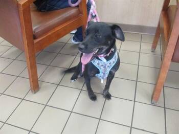 Labrador Retriever and Poodle Dogs Available for Adoption - STORMY | PetCurious