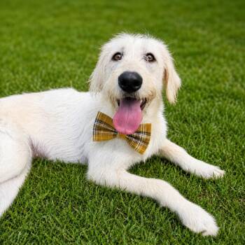 Goldie -  Labrador Retriever and Mixed Breed Dog for Adoption in Binghamton, New York - Goldie | PetCurious