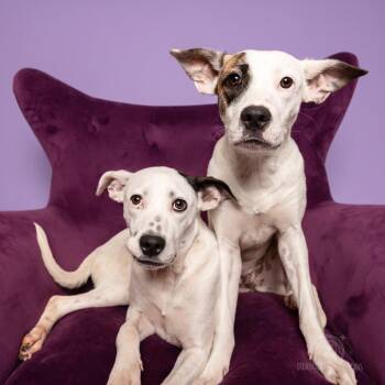Latte -  Plott Hound and Mixed Breed Dog for Adoption in South Riding, Virginia - Latte | PetCurious