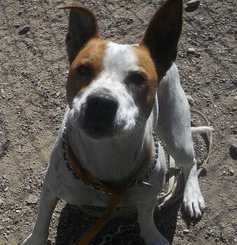 BOO -  Australian Cattle Dog Blue Heeler Dog for Adoption in Reed City, Michigan - BOO | PetCurious