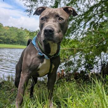 Rescue Mixed Breed Dogs for Adoption in Middleburg, Florida - Joel 28083 | PetCurious