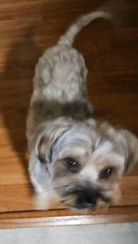 Rescue Yorkie Poo Dogs for Adoption in Manhattan, Montana - Hershey | PetCurious