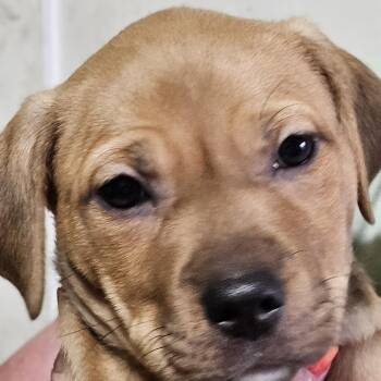 Pit Bull Terrier Dogs Available for Adoption in Saint Joseph, Missouri - Inky (Knight | PetCurious