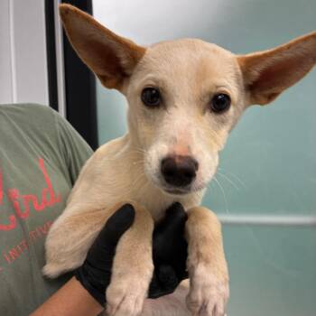 Coca -  Mixed Breed Dog for Adoption in Abilene, Texas - Coca | PetCurious