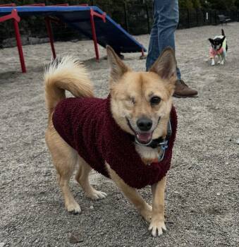 Shiba Inu and Chihuahua Dogs Available for Adoption - Nami  | PetCurious