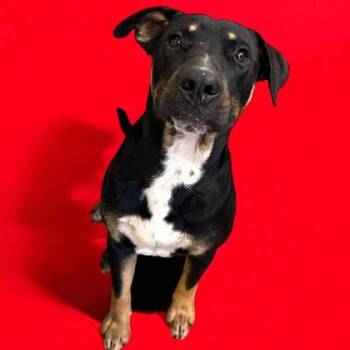 Rescue Rottweiler and Mixed Breed Dogs for Adoption in Morristown, New Jersey - Kodiak | PetCurious