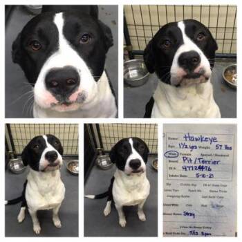 Rocky -  Pit Bull Terrier and Mixed Breed Dog for Adoption in Sevierville, Tennessee - Rocky | PetCurious
