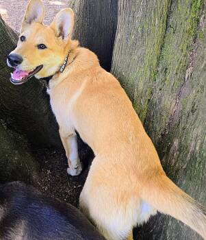 Loola -  German Shepherd Dog and Shiba Inu Dog for Adoption in Harlingen, Texas - Loola | PetCurious