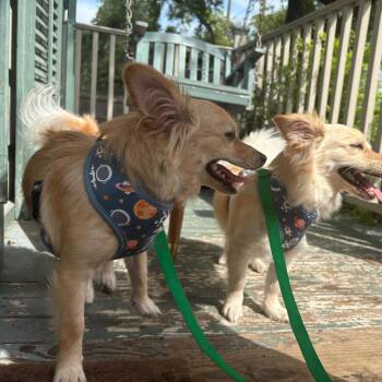 Chihuahua and Pomeranian Dogs Available for Adoption in New Orleans, Louisiana - Katya (Benefactor Dog) | PetCurious