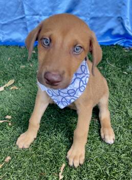 GRAHAM -  Shepherd Dog for Adoption in Rowland Heights, California - GRAHAM | PetCurious