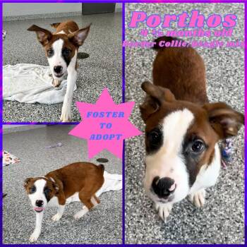 Rescue Border Collie and Beagle Dogs for Adoption in Franklin, Indiana - Porthos | PetCurious