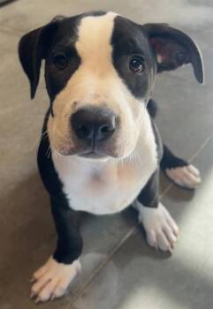 TUPPERWARE* -  Staffordshire Bull Terrier and Mixed Breed Dog for Adoption in Santa Cruz, California - TUPPERWARE* | PetCurious