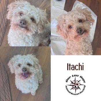 Poodle Dogs Available for Adoption - Itachi | PetCurious