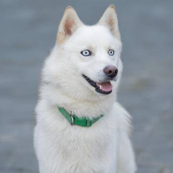 American Eskimo Dog Dogs Available for Adoption in Belleville, Illinois - Loki | PetCurious