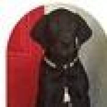 Goose (Zeus) -  Black Labrador Retriever and Mixed Breed Dog for Adoption in Tampa, Florida - Goose (Zeus) | PetCurious