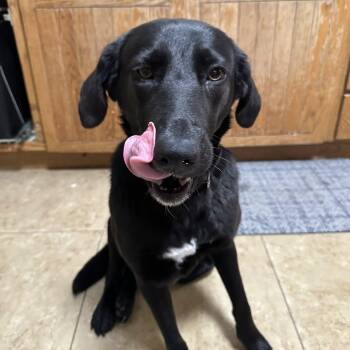 Black Labrador Retriever Dogs Available for Adoption in San Tan Valley, Arizona - Eleanor | PetCurious