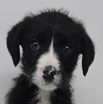 Border Collie and Spaniel Dogs Available for Adoption - Zenith King | PetCurious