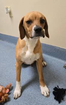 Boxer and Beagle Dogs Available for Adoption in Suffolk, Virginia - Ellie | PetCurious