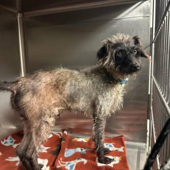 Mixed Breed Dogs Available for Adoption - Reggie | PetCurious