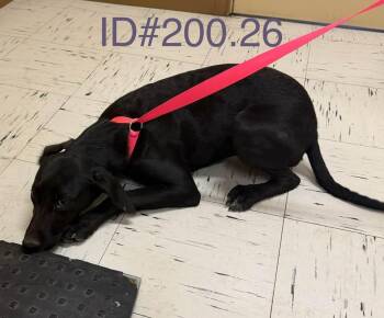 Black Labrador Retriever Dogs Available for Adoption - #200.26 | PetCurious