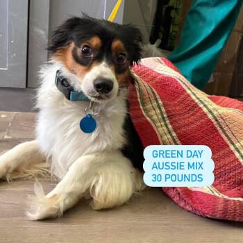 Australian Shepherd and Chihuahua Dogs Available for Adoption in Tampa, Florida - Green Day | PetCurious
