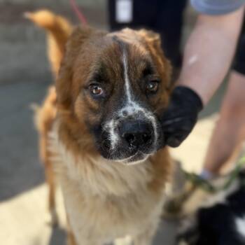 Retriever and Australian Shepherd Dogs Available for Adoption in Columbia, South Carolina - Sillybean | PetCurious