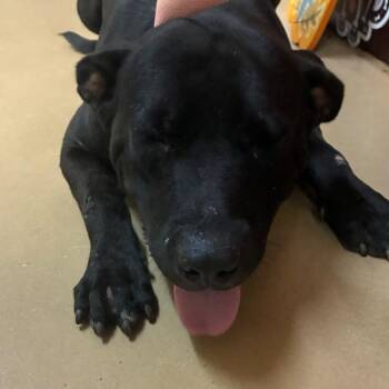 100 Grand -  Mixed Breed Dog for Adoption in Gadsden, Alabama - 100 Grand | PetCurious