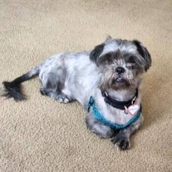 Mixed Breed Dogs Available for Adoption - Corky | PetCurious