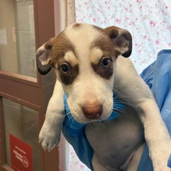 Walnuts -  Husky and Mixed Breed Dog for Adoption in San Antonio, Texas - Walnuts | PetCurious