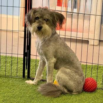 Bourbon -  Schnauzer and Mixed Breed Dog for Adoption in Huntsville, Alabama - Bourbon | PetCurious