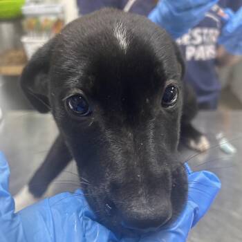 Mixed Breed Dogs Available for Adoption in Summerville, South Carolina - Amaretto | PetCurious