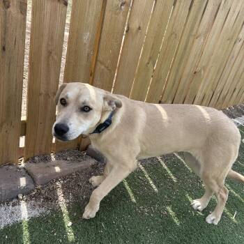 Great Pyrenees Dogs Available for Adoption - Bailey | PetCurious