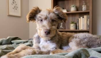 Tritan -  Aussiedoodle Dog Available for Adoption in Cheektowaga, New York - Tritan | PetCurious