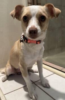 Chihuahua Dogs Available for Adoption in El Cajon, California - BETTY  | PetCurious