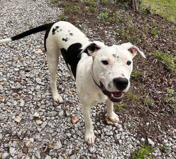 Pit Bull Terrier Dogs Available for Adoption in Kansas City, Missouri - Scout | PetCurious