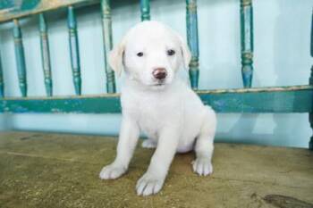 Life Jacket -  Fox Terrier and Anatolian Shepherd Dog for Adoption in San Antonio, Texas - Life Jacket | PetCurious