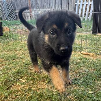 Mixed Breed Dogs Available for Adoption in Redwood Valley, California - Wilbur | PetCurious