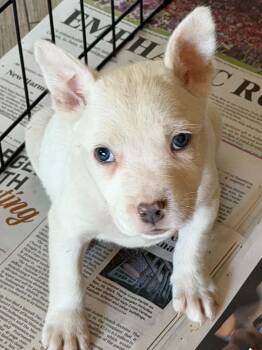 7 Brew -  Husky and German Shepherd Dog Dog for Adoption in Indianapolis, Indiana - 7 Brew | PetCurious