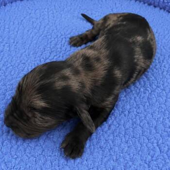 Magnum -  Catahoula Leopard Dog Dog for Adoption in Grand Bay, Alabama - Magnum | PetCurious