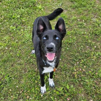 Bingo -  Border Collie Dog for Adoption in Monticello, Iowa - Bingo | PetCurious