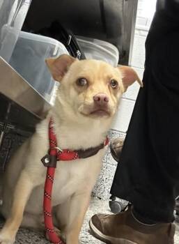 Chihuahua and Mixed Breed Dogs Available for Adoption in West Chester, Pennsylvania - Nibbler | PetCurious